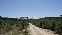 Nový les už roste na celé ploše spáleniště u jihomoravského Bzence. V oblasti Moravské Sahary před 10 lety vzplál jeden z největších lesních požárů v historii ČR. Šanci přežít tamních horké, suché klima mají pouze borovice.