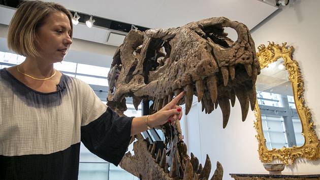 Lebka tyrannosaura rexe nalezená v Jižní Dakotě, kterou draží aukční síň Sotheby´s, 4. listopadu 2022