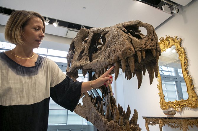 Lebka tyrannosaura rexe nalezená v Jižní Dakotě, kterou draží aukční síň Sotheby´s, 4. listopadu 2022