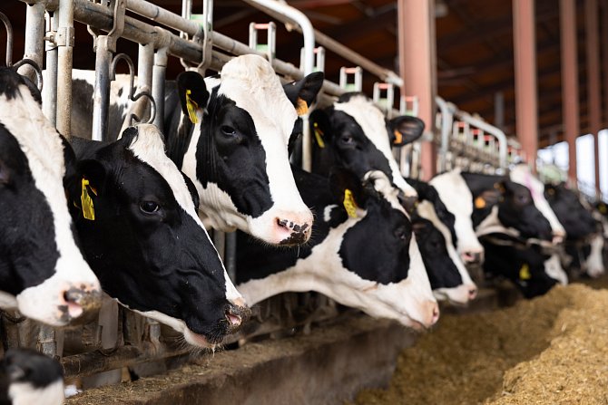 Inzulín z kravského mléka může v budoucnu pomoci stovkám milionů lidí. Vědci zaznamenali překvapivé výsledky výzkumu u genově upravené krávy, která má v sobě část lidského DNA. Ilustrační snímek