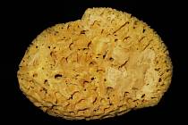 Mycí houba (Spongia officinalis). Podobnou strukturu mají zkameněliny mořských hub objevených v Kanadě.