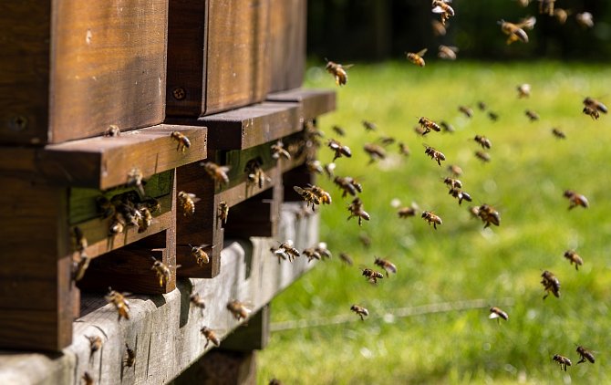 Včelstvo se nezastaví. Včely vylétávají z úlu a nosí zpátky pyl i třeba vodu