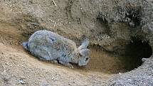 Králík divoký (též králík evropský, latinsky Oryctolagus cuniculus) byl do Austrálie dovezen v roce 1859. Brzy ovládl celý kontinent, nyní patří mezi nejobávanější australské škůdce. V současnosti žije v Austrálii dle odhadů 200 milionů králíků divokých.