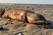 Zubaté stvoření, které objevila Preeti Desaiová na pláži v Texasu