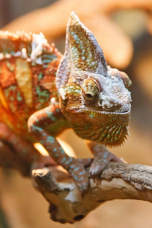 Chameleon dokáže změni barvu během pouhých tří vteřin.