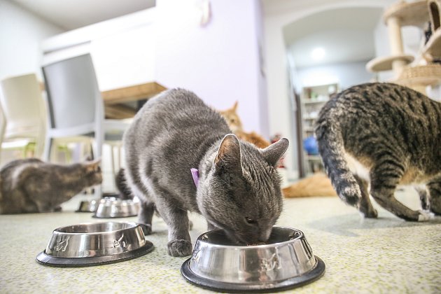 V kladenské kavárně U Kočičích tlapek žije desítka koček, po lidech se jim moc stýská.