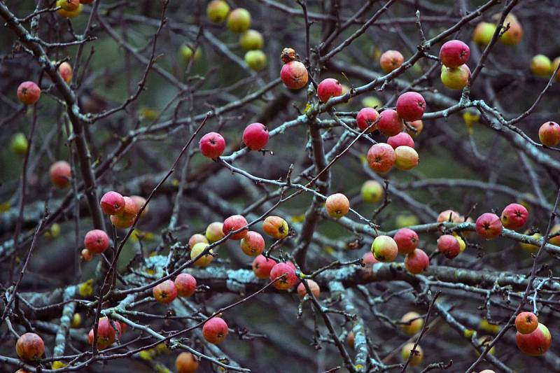Planá jablka na stromě po prvním ranním mrazu