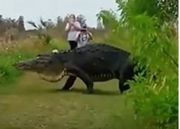 Obří aligátor turisty pořádně vyděsil
