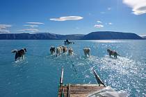 Psí spřežení brodící se vodou na tajícím mořském ledu v Grónsku