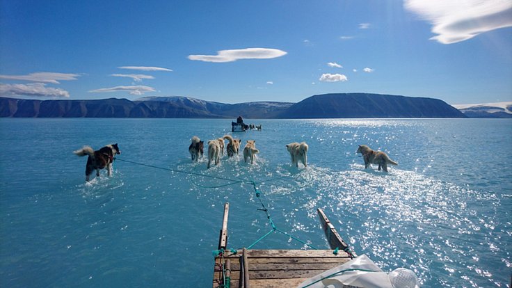 Psí spřežení brodící se vodou na tajícím mořském ledu v Grónsku