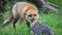 Liška obecná v konfrontaci s liškou šedou.