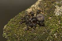 Pavouk z rodu barychelidae, dnešní příbuzný tvora, jehož zkamenělinu našli vědci v Austrálii