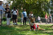 Přehlídka psů rasy corgi na památku zesnulé královny Alžběty II v Londýně, neděle 3. září 2023