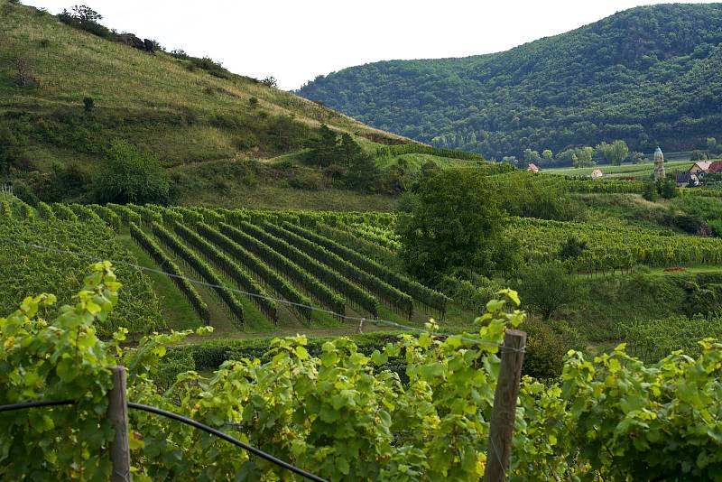 Vinice u Dunaje. Nachází se na strmých terasách u vinařství Domäne Wachau.
