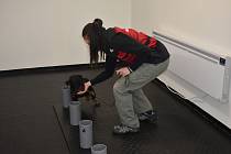 Psi cvičí testování na vyhledávání vzorků od covidových pacientů.