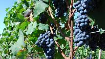 Pro oblast Modrých hor jsou nejtypičtější odrůdy Frankovka, Svatovavřinecké a Modrý Portugal. Na snímku vinice vinařství Ludwig.