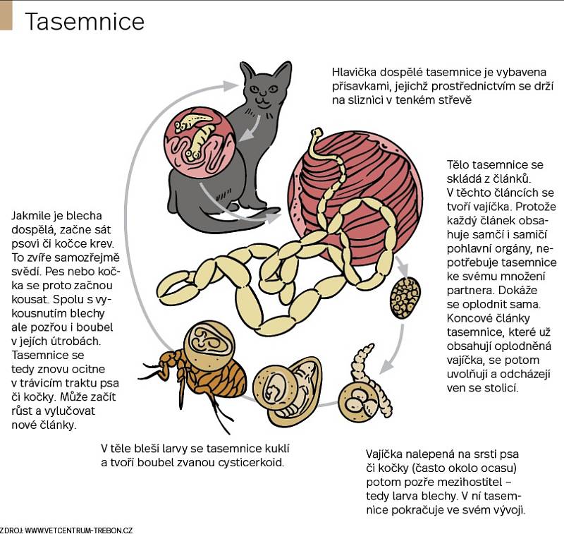 Zvířecí paraziti. Infografika