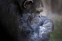 Cigarety si opice zapaluje sama. Stačí, když jí pracovník zoo hodí zapalovač. Pokud zapalovač není zrovna po ruce, dokáže si připálit i ze zapálené cigarety.