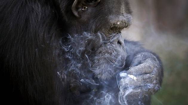 Kouřící šimpanz se stal atrakcí severokorejské zoo - Deník.cz