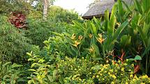 Resort Zuri má charakter tropické bujné zahrady – džungle, v níž nechybí různé druhy koření či ovoce.