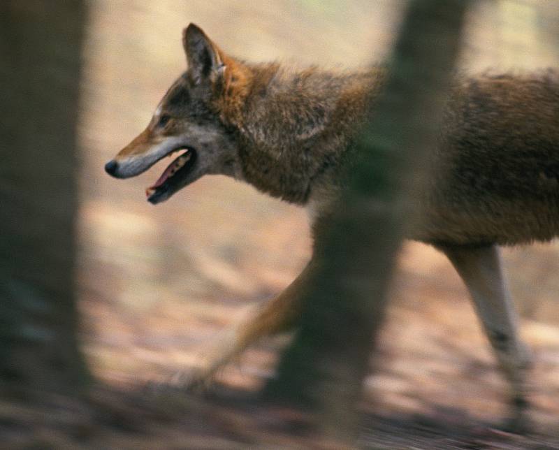 Vzácný a chráněný vlk rudohnědý.