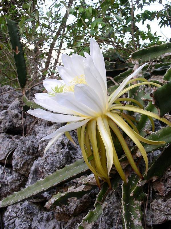 Jamajský kaktus Hylocereus triangularis