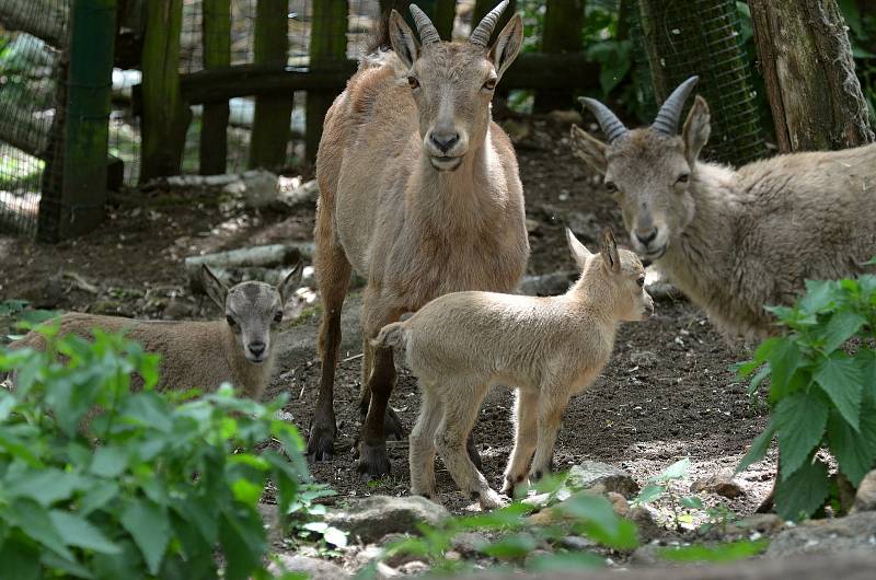 Mláďata kozorožce kavkazského v Zoo Děčín