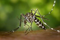 Podle amerického Ústavu pro kontrolu a prevenci nemocí jsou komáři „nejnebezpečnějším organismem na světě.