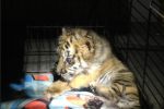 Celníci zabavili mládě tygra bengálského