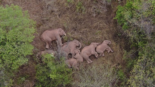 Sloni po výletě, 7. června 2021. Divocí asijští sloni na záběru z dronu leží na zemi a odpočívají v okrese Jinning v Kunmingu v čínské provincii Junan. Stádo 15 divokých slonů urazilo stovky kilometrů