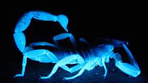 Štíři pod UV zářením fluoreskují