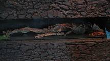 Bažinatá mumie muže z Husbäke, vystavená v zemském přírodovědném muzeu v Oldenburgu. Mumie byla objevena v roce 1936 ve Vehnemooru