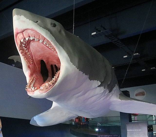 Model žraloka megalodon v Muzeu evoluce v Pueblu