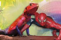 Agama připomíná známého superhrdinu Spider-mana