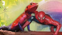 Agama připomíná známého superhrdinu Spider-mana