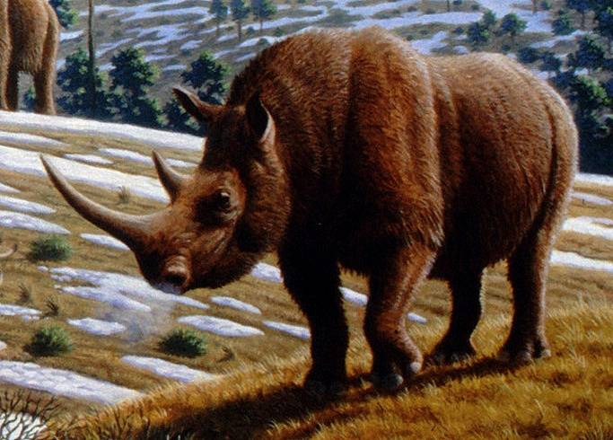 Nosorožec srstnatý (Coelodonta antiquitatis) obýval Evropu a Asii v období pozdního pleistocénu. V době před 14 tisíci lety se nacházel už těsně před vyhynutím