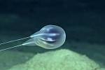 Vědci objevili nový druh podmořského živočicha. Tvarem těla připomíná želatinový blob