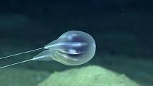Vědci objevili nový druh podmořského živočicha. Tvarem těla připomíná želatinový blob