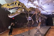 Kostra Tyrannosaura rexe vydražená 6. října v aukční síni Christies v New Yorku