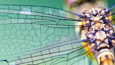 Křídla vážky jsou antibakteriální. Vědci je chtějí replikovat a tvoři z nich náhradní lidské tkáně.