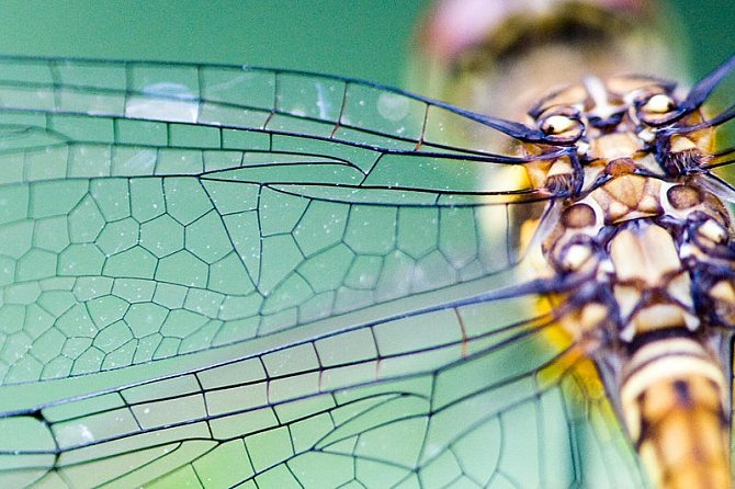 Křídla vážky jsou antibakteriální. Vědci je chtějí replikovat a tvoři z nich náhradní lidské tkáně.