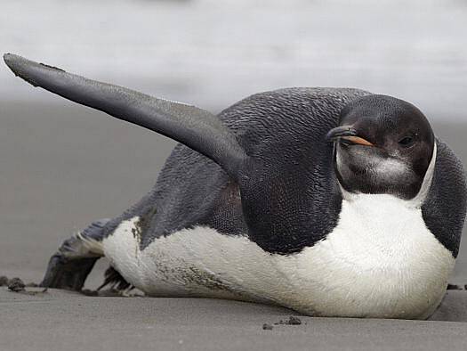 Zbloudilý tučňák císařský.