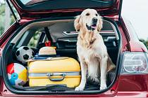 Stejně jako člověk musí být i pes v autě zajištěn. Posloužit může bezpečnostní postroj do auta s poutacím pásem či přepravní box