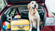 Stejně jako člověk musí být i pes v autě zajištěn. Posloužit může bezpečnostní postroj do auta s poutacím pásem či přepravní box