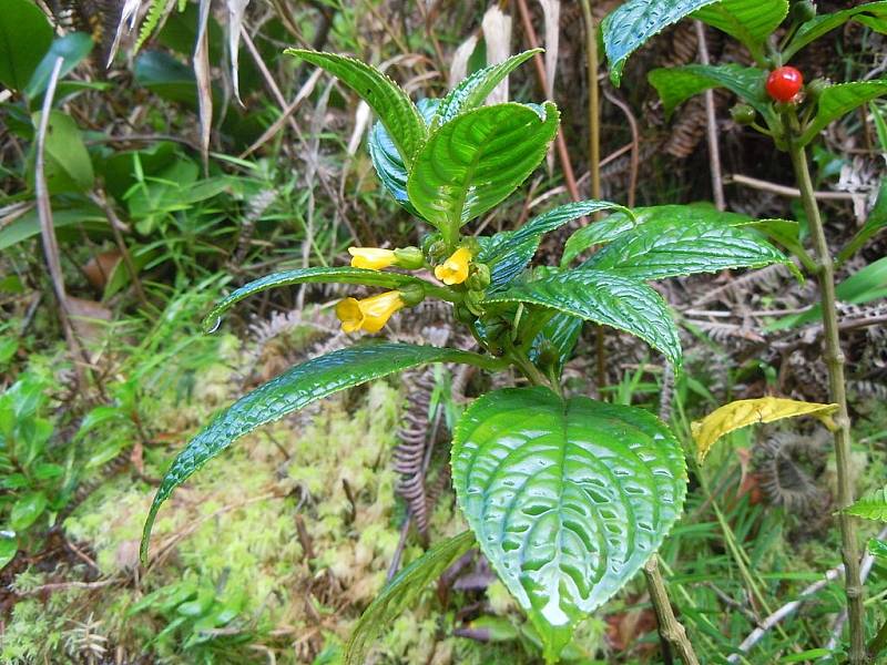 Rostlina Besleria lutea