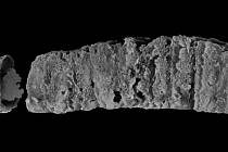 Zkamenělina mořského červa Excalibur, pojmenovaného podle legendárního meče krále Artuše