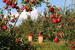 Jablka jsou nejrozšířenějším ovocným druhem v našich končinách