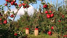 Jablka jsou nejrozšířenějším ovocným druhem v našich končinách