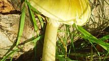Nejjedovatější houba českých lesů muchomůrka zelená. Rozeznatelná je podle kalichu smrti kolem nohy a podle lupenů pod kloboukem, které jsou bílé.