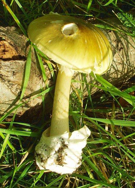 Nejjedovatější houba českých lesů muchomůrka zelená. Rozeznatelná je podle kalichu smrti kolem nohy a podle lupenů pod kloboukem, které jsou bílé